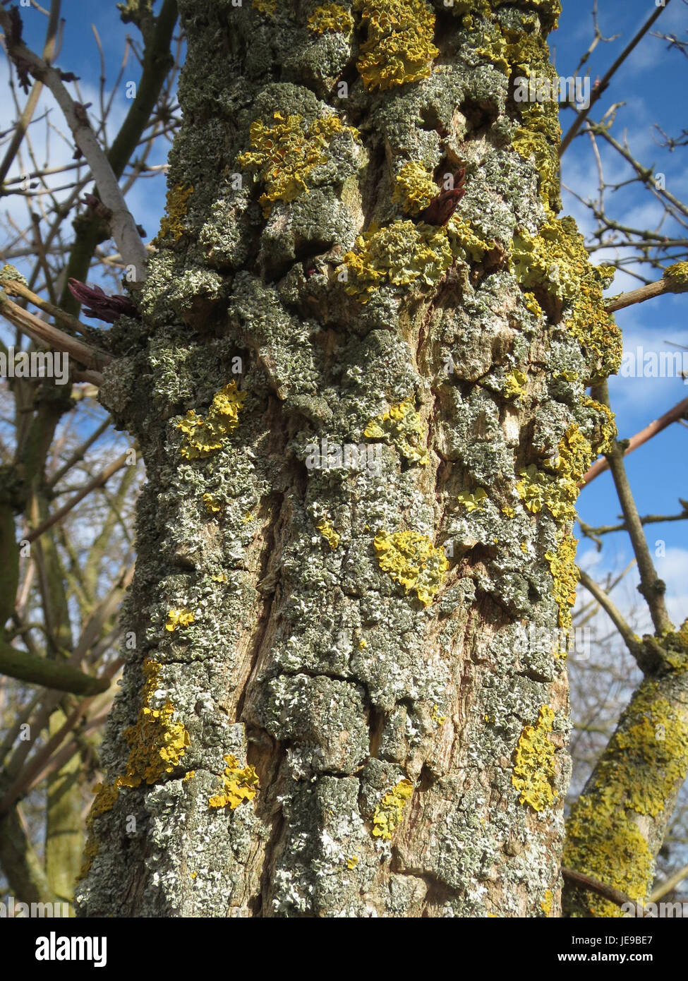 Il Sambucus nigra, comunemente noto come sambuco, è una specie vegetale ampiamente diffusa in Europa, nota per le sue bacche viola scure e il suo uso nei rimedi tradizionali a base di erbe e nelle applicazioni culinarie. Foto Stock