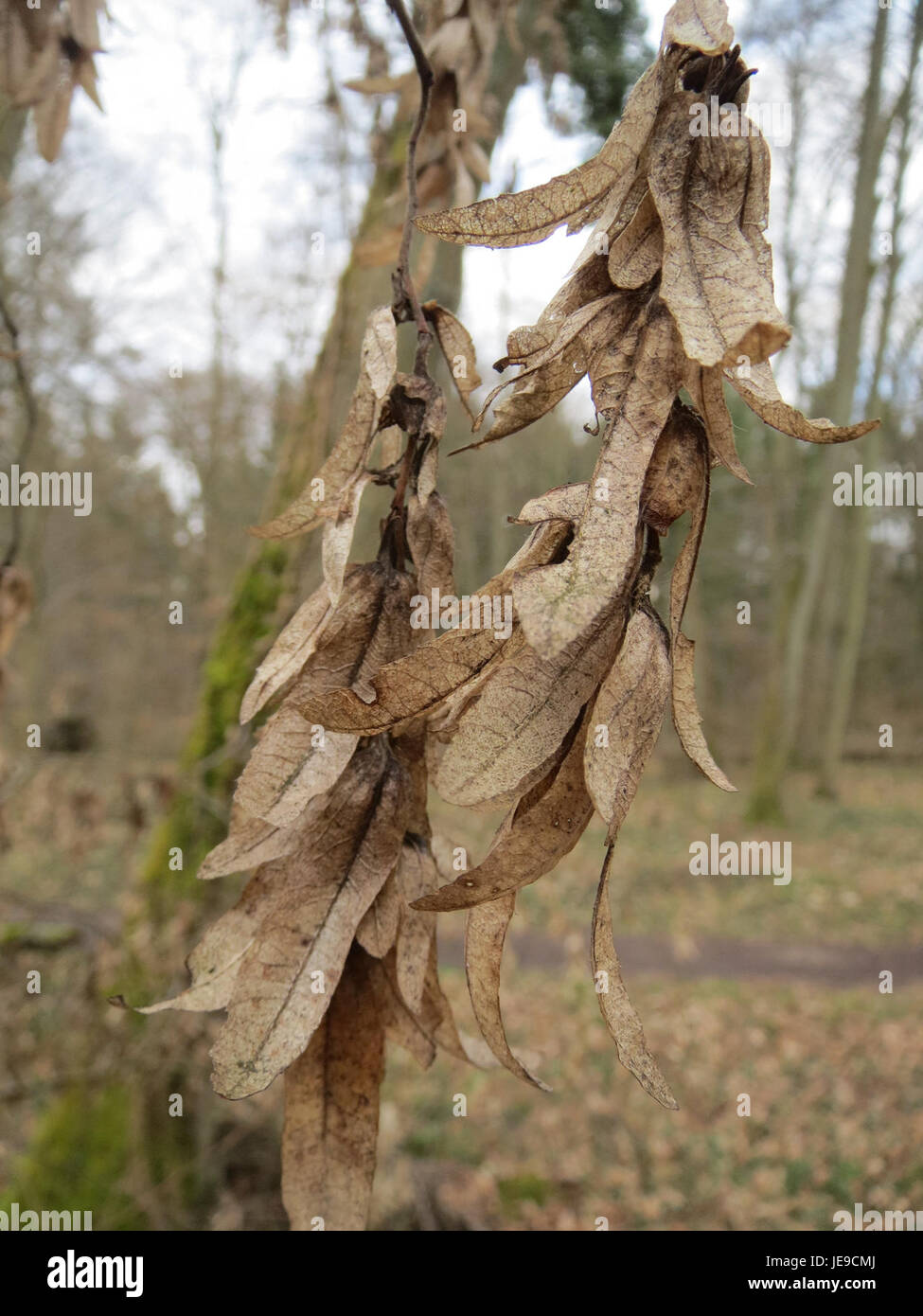 Carpinus betulus, comunemente noto come carpino europeo, è una specie di albero originaria dell'Europa e di parti dell'Asia. È riconosciuto per il suo legno duro, la corteccia liscia e il fitto fogliame. Foto Stock