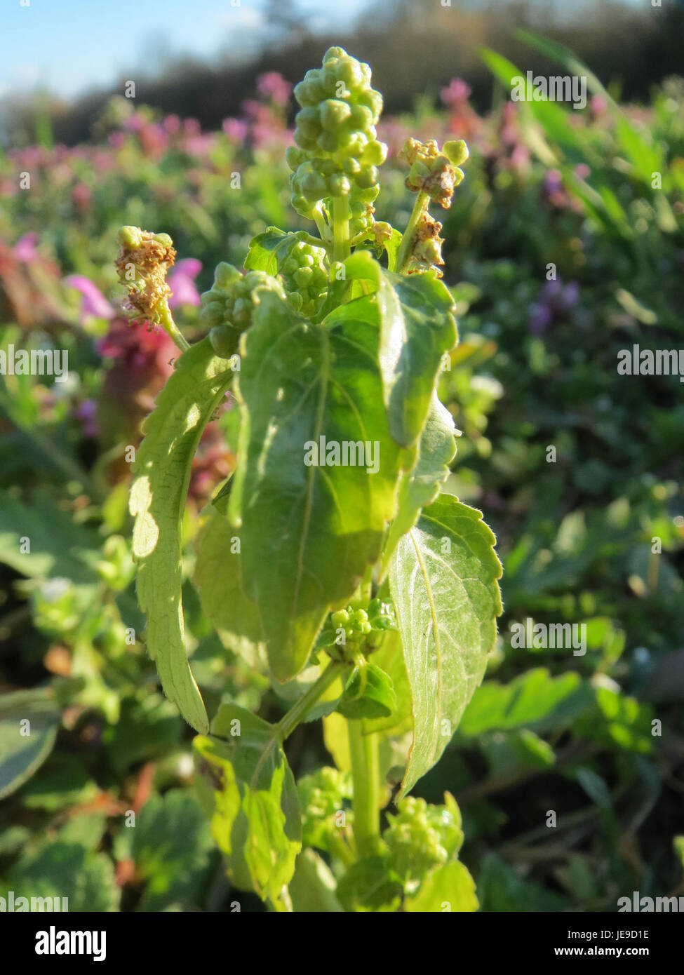 *Mercurialis annua* è una pianta erbacea annuale originaria dell'Europa e dell'Asia. È noto per le sue caratteristiche foglie verdi e le sue proprietà medicinali, spesso utilizzate nei rimedi tradizionali a base di erbe. Foto Stock