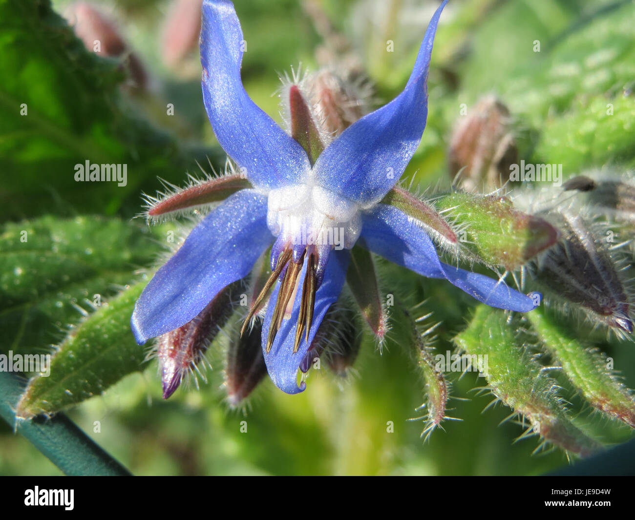 Il Borago officinalis, comunemente noto come borragine, è una pianta erbacea originaria dell'Europa. Noto per i suoi fiori azzurri, è utilizzato in piatti culinari e rimedi a base di erbe, apprezzati per le sue proprietà medicinali. Foto Stock