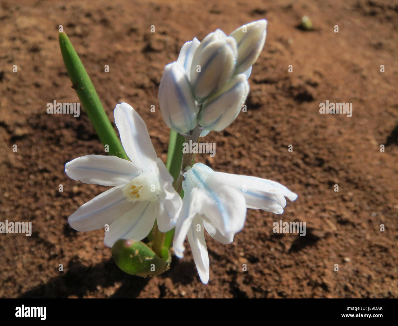 La Puschkinia scilloides è una piccola pianta in fiore primaverile originaria della regione del Caucaso, conosciuta per i suoi fiori blu, simili a stelle, che fioriscono all'inizio dell'anno. Foto Stock