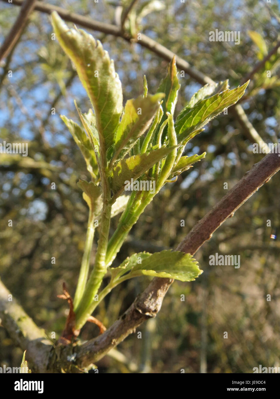 Il Sambucus nigra, comunemente noto come sambuco, è una specie vegetale nota per le sue proprietà medicinali, comunemente usata nei rimedi erboristici, raffigurata l'11 marzo 2014. Foto Stock