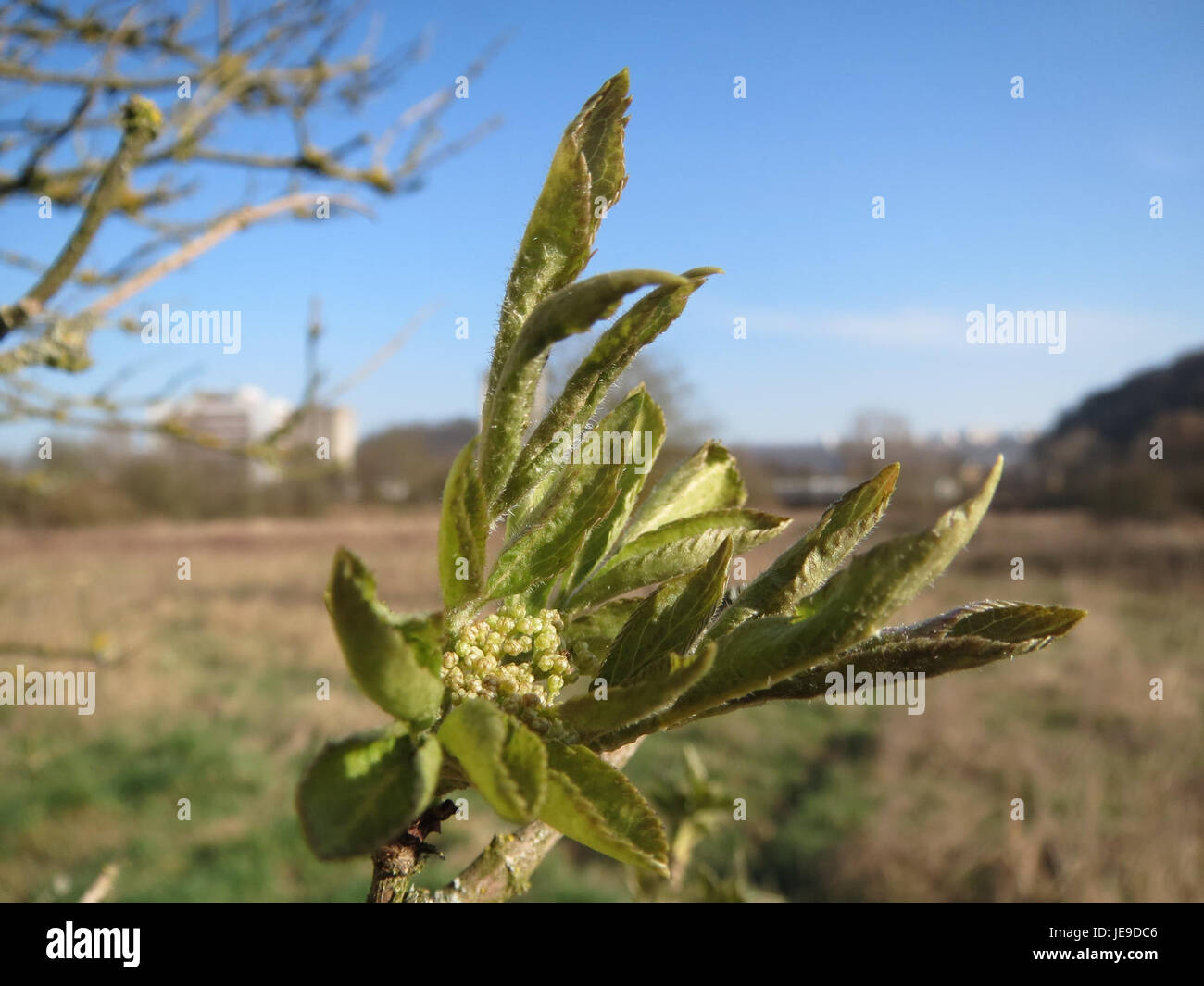 Questa immagine fa riferimento al Sambucus nigra, comunemente noto come sambuco, una pianta nota per le sue proprietà medicinali e le bacche utilizzate nei rimedi a base di erbe. Questa specie è originaria dell'Europa, dell'Asia occidentale e del Nord America. È usato per i suoi antiossidanti, antinfiammatori e benefici immunostimolanti nella medicina popolare. Foto Stock