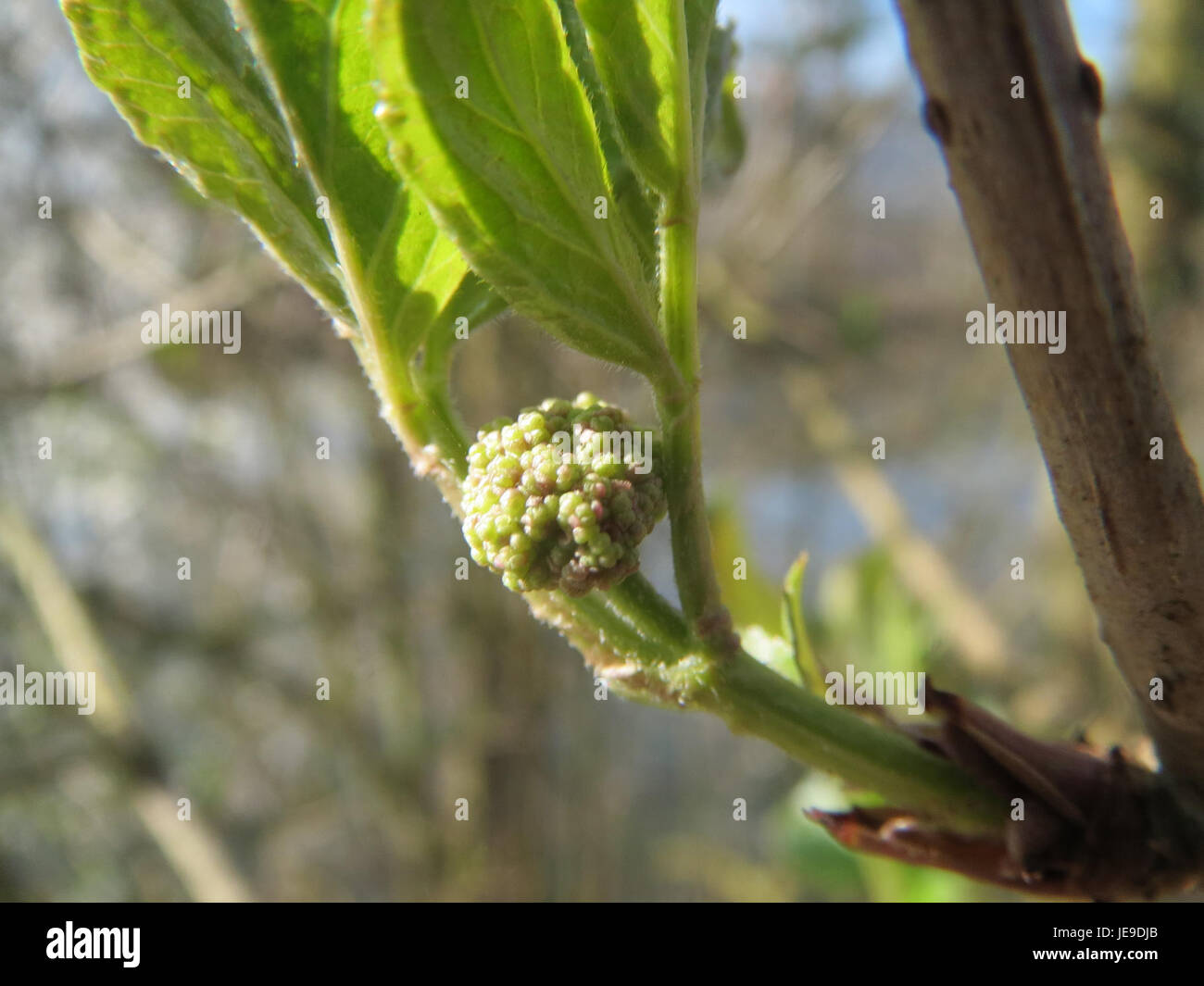 Questa immagine mostra il Sambucus nigra, comunemente noto come sambuco. La pianta è nota per le sue proprietà medicinali e le sue piccole bacche scure che vengono utilizzate nei rimedi erboristici. Foto Stock