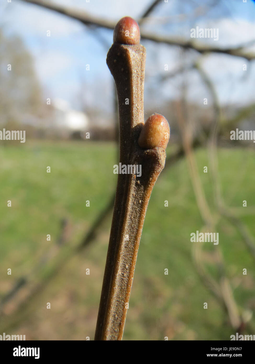 Una fotografia della Castanea sativa, o castagno dolce, scattata il 16 marzo 2014, che mostra la sua caratteristica corteccia e foglie. Foto Stock
