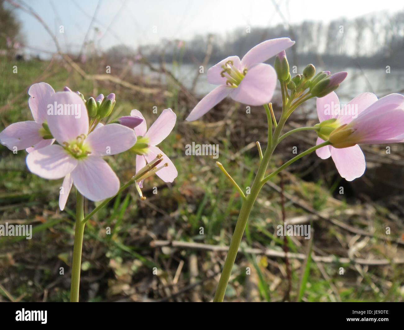 La Cardamine pratensis, nota anche come il petto bittercress, è un'erba perenne che si trova nei prati umidi e nelle praterie. Ha piccoli fiori da bianchi a rossastri ed è importante per attirare gli impollinatori. Foto Stock