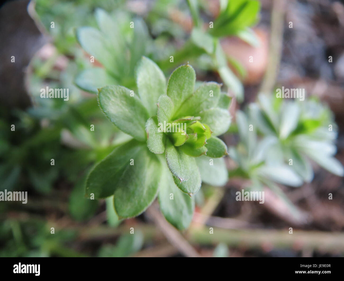 Galium mollugo, comunemente noto come cleavers, è una pianta della famiglia delle paglie da letto, nota per i suoi steli appiccicosi. Si trova spesso nei climi temperati e viene utilizzato nei rimedi erboristici. Foto Stock