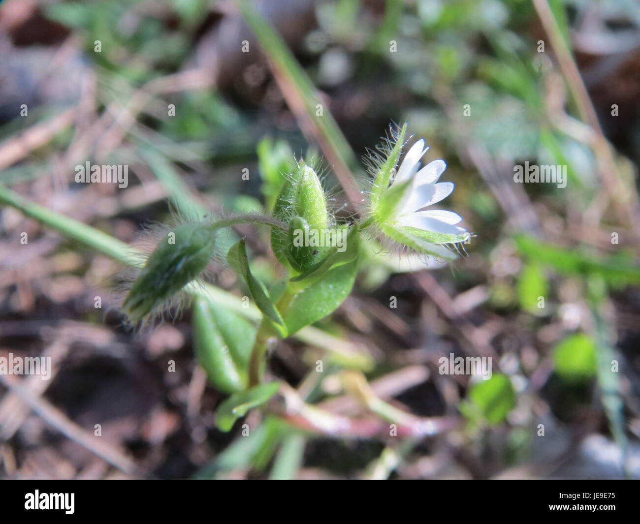 La Stellaria media, comunemente nota come alghe, è una pianta erbacea comune che si trova nei giardini e nelle aree selvatiche. È caratterizzato da piccoli fiori bianchi e spesso utilizzato nei rimedi erboristici. Foto Stock
