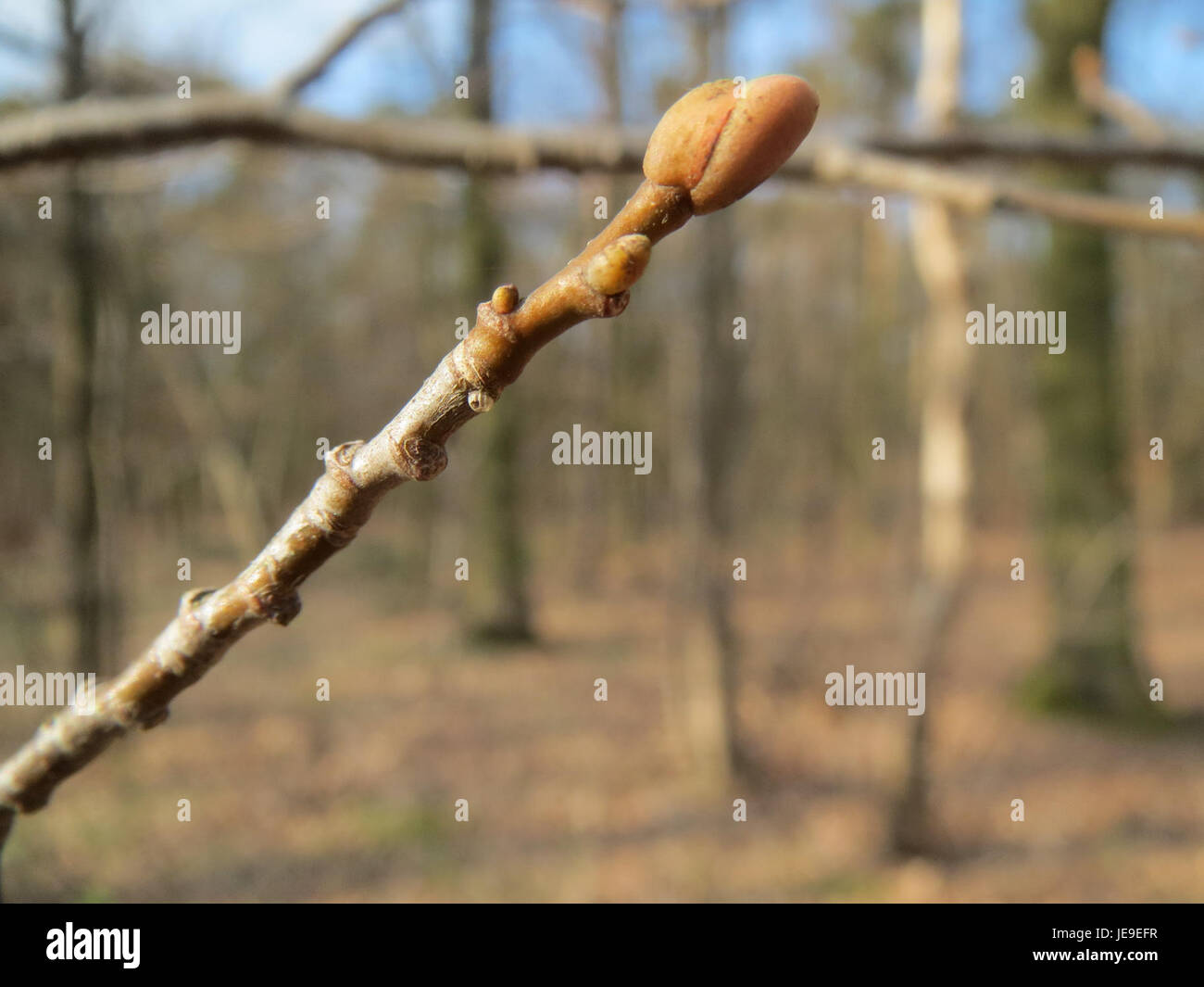 Una fotografia di una *Castanea sativa* matura, conosciuta anche come il dolce castagno, in piena fioritura. Questo albero è rinomato per le sue castagne commestibili e ha una lunga storia nell'agricoltura e nelle foreste europee. Foto Stock