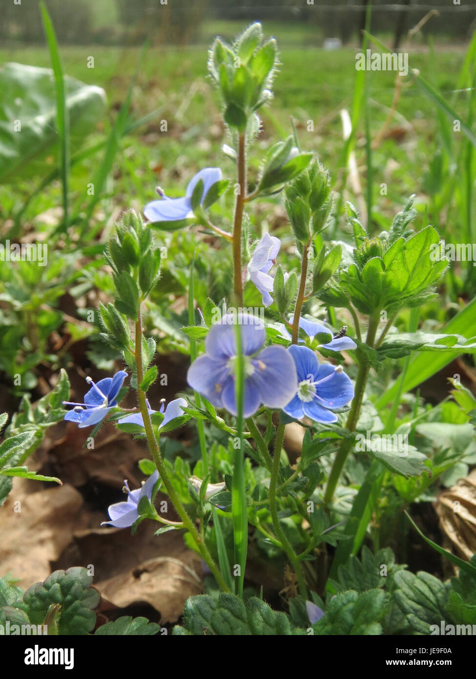 Immagine di Veronica chamaedrys, conosciuta anche come speedwell, una pianta in fiore della famiglia Plantain. La pianta si trova comunemente in boschi e praterie, caratterizzate da piccoli fiori tubulari blu. Foto Stock