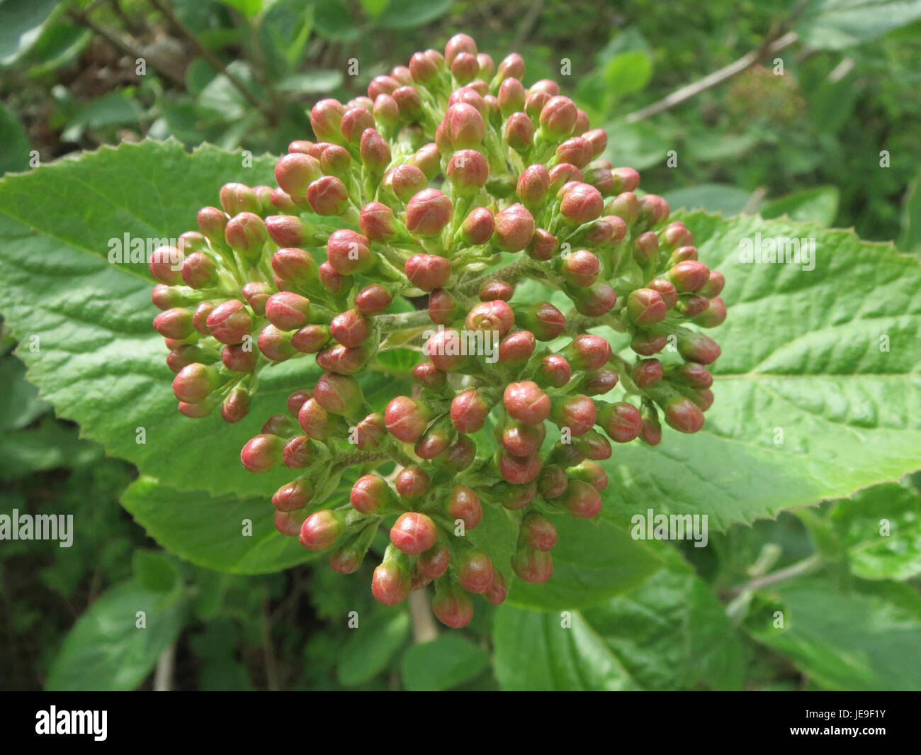 Viburnum lantana, comunemente noto come albero di passaggio, è un arbusto deciduo che produce ammassi di fiori bianchi in tarda primavera, seguiti da bacche rosse. È spesso usato nelle siepi e nella progettazione paesaggistica a causa della sua durezza e del suo valore ornamentale. Foto Stock