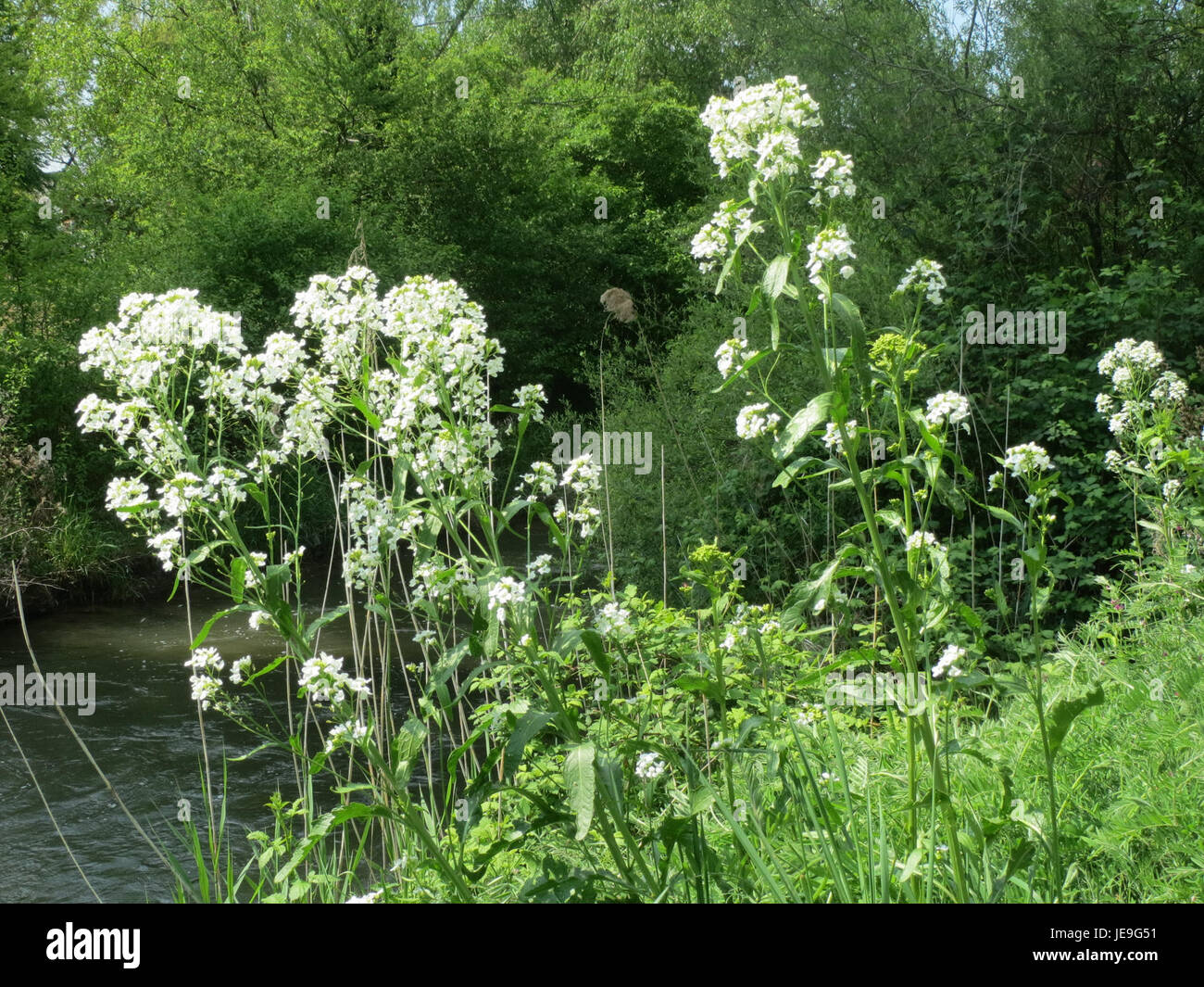 L'Armoracia rusticana, comunemente nota come rafano, è una pianta perenne resistente originaria dell'Europa e dell'Asia. È noto per la sua radice piccante e pungente, ampiamente utilizzata come condimento nei piatti culinari. Foto Stock