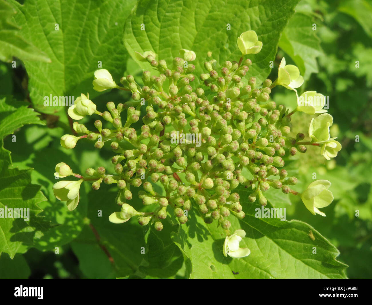 Questa immagine raffigura il Viburnum opulus, comunemente noto come la rosa guelder, scattata il 20 aprile 2014. La foto mostra i fiori bianchi della pianta e le bacche distintive, presenti nelle regioni temperate dell'Europa e dell'Asia. Foto Stock