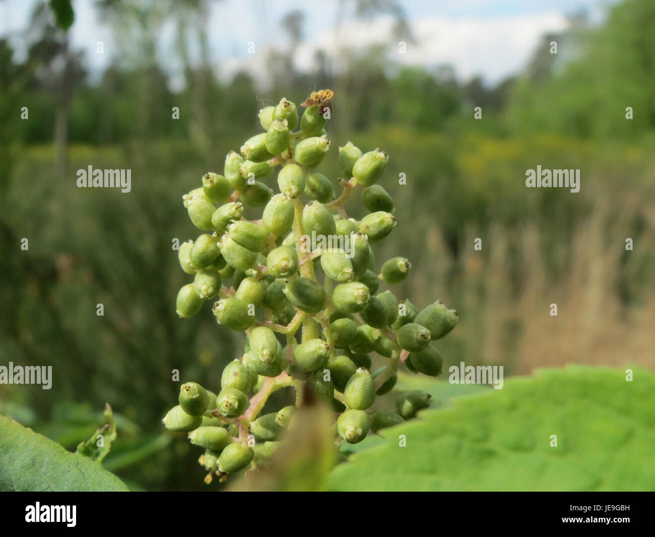 Il Sambucus racemosa, noto anche come sambuco rosso, è una specie di sambuco originaria di parti del Nord America, dell'Europa e dell'Asia. È noto per le sue bacche rosse e l'uso in medicina erboristica. Foto Stock