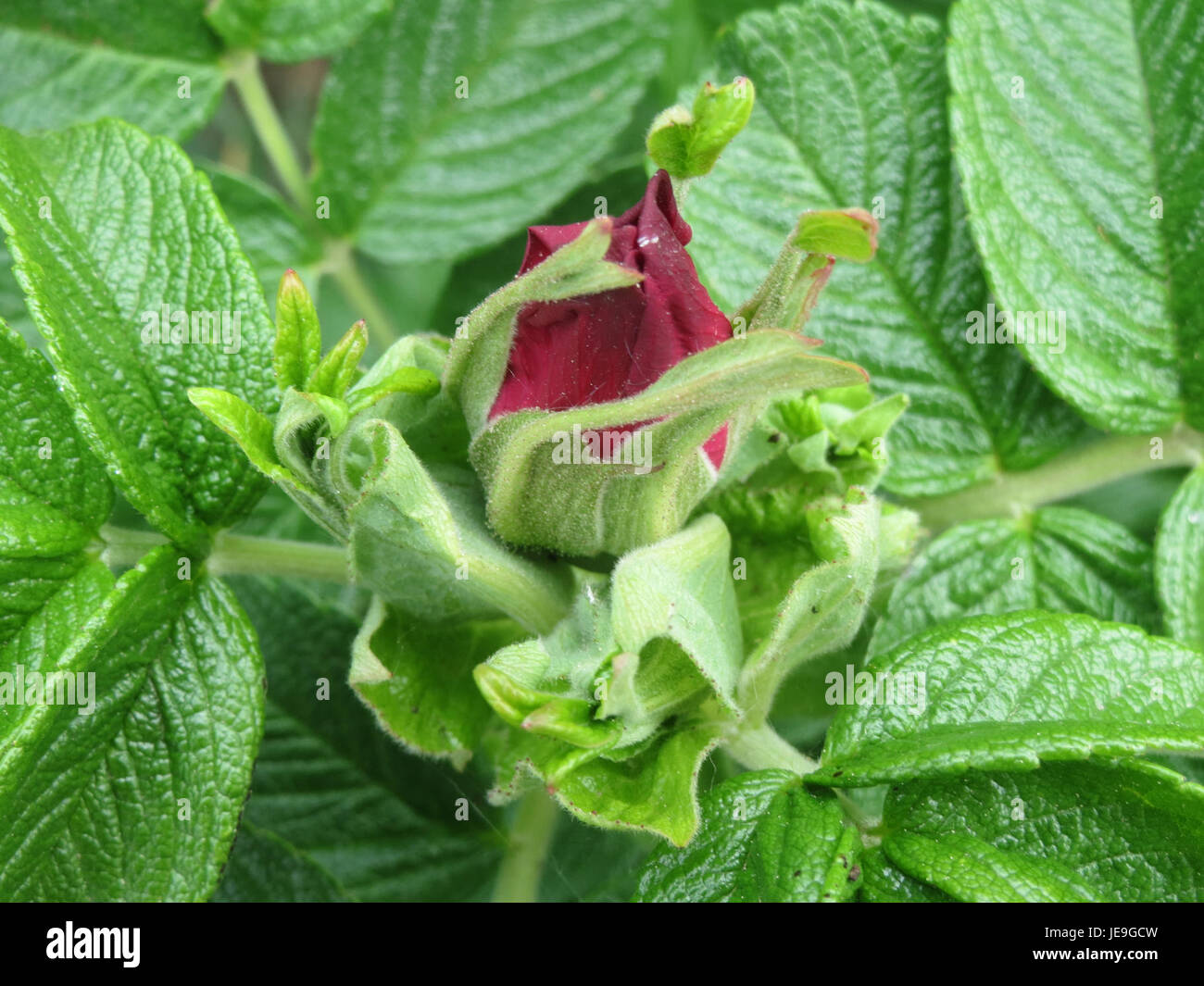 Rosa rugosa, comunemente nota come rosa rugosa, è un arbusto noto per i suoi fiori profumati e la natura aspra. Questa fotografia, scattata il 22 aprile 2014, mostra i suoi fiori. Foto Stock