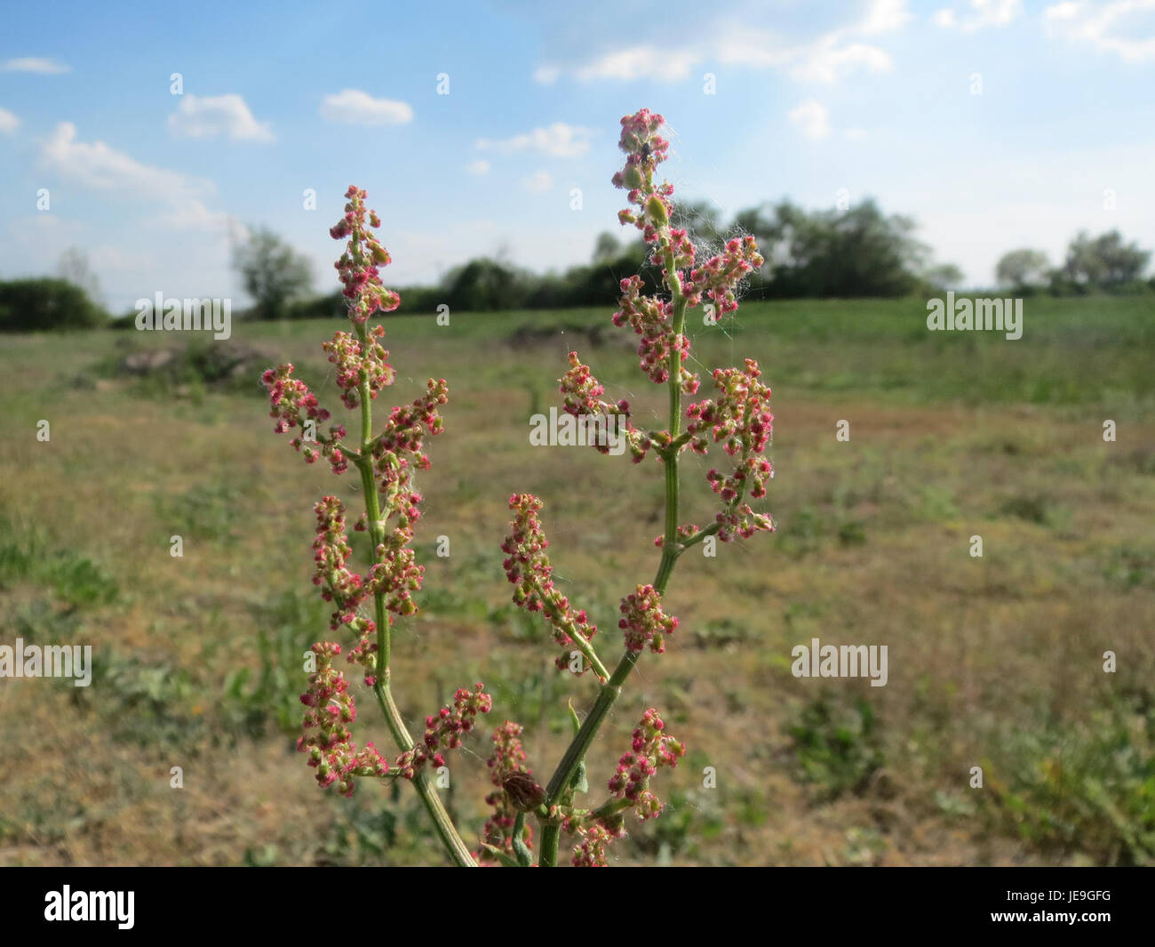 Questa immagine raffigura il Rumex acetosa, comunemente noto come sorrel, una pianta perenne che si trova in varie parti d'Europa. Si caratterizza per le sue foglie piccanti, spesso utilizzate in piatti culinari e rimedi erboristici. Foto Stock