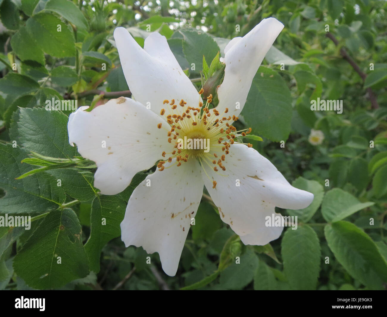Rosa canina, comunemente nota come rosa canina, è una specie di rosa selvatica originaria dell'Europa, dell'Asia occidentale e del Nord Africa. È conosciuta per i suoi fiori rosa e frutti rossi, che vengono utilizzati nei rimedi e nelle marmellate vegetali. Foto Stock