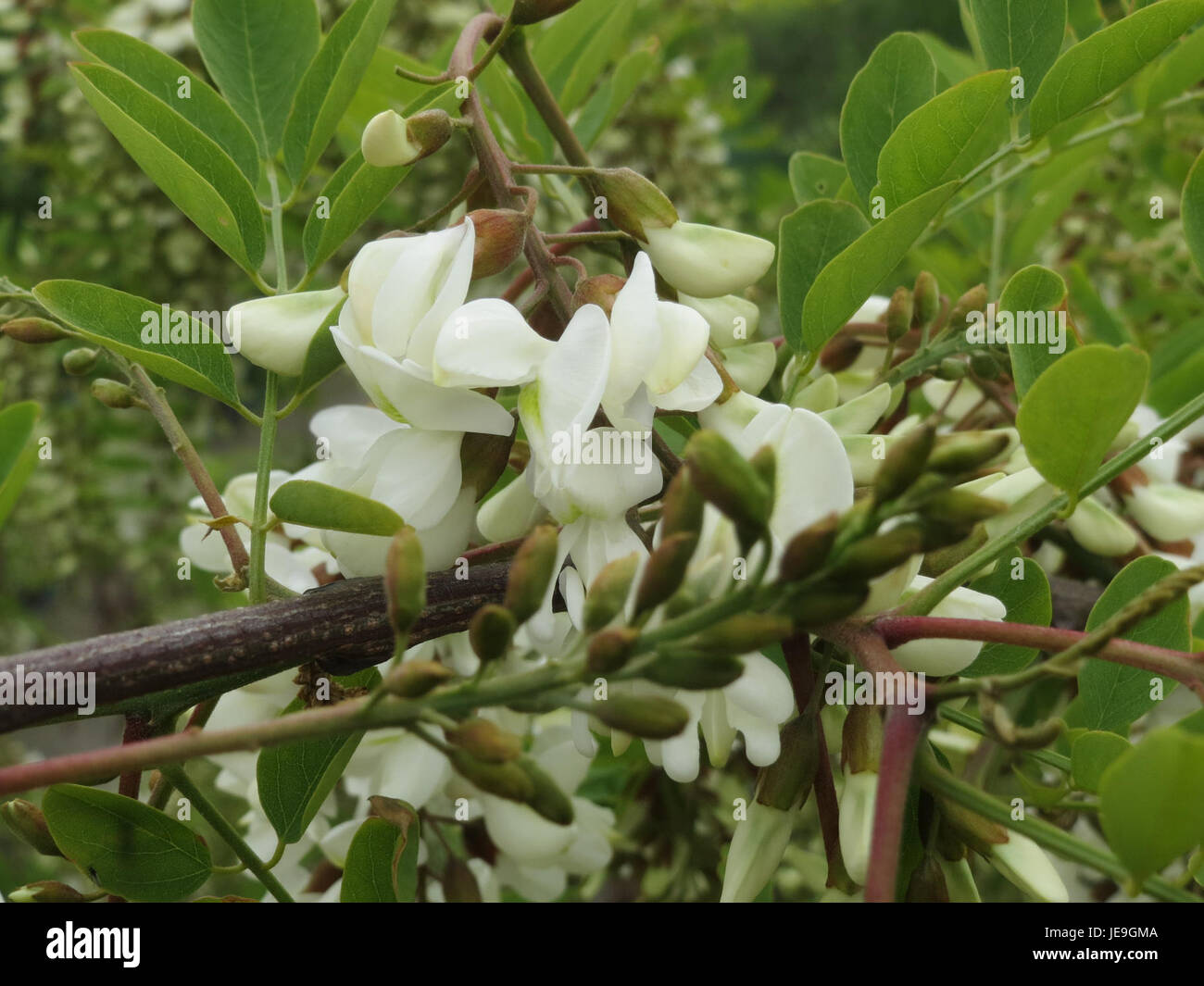 Il 27 aprile 2014 è stata osservata la robice nera (Robinia pseudoacacia). Noto per i suoi fiori bianchi profumati e il legno resistente e resistente, è ampiamente utilizzato nella progettazione del paesaggio e nella lavorazione del legno. Foto Stock