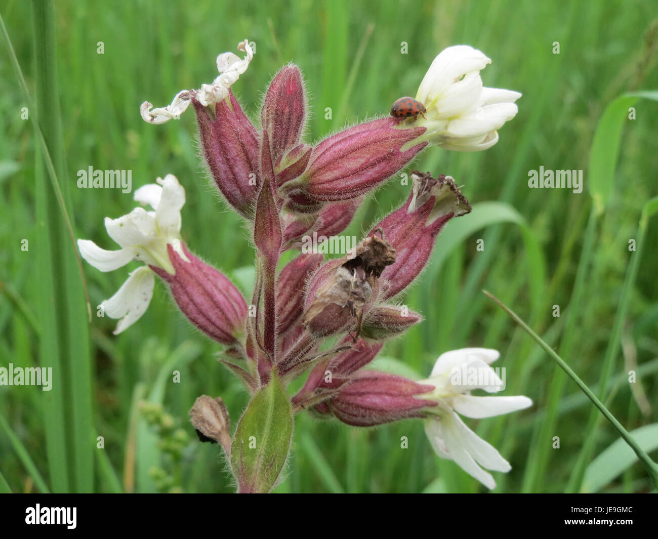 Questa immagine di Silene latifolia, scattata il 27 aprile 2014, mostra i distinti fiori bianchi della pianta, comunemente noti come campion vescicale, una specie originaria dell'Europa e di parti dell'Asia. Foto Stock