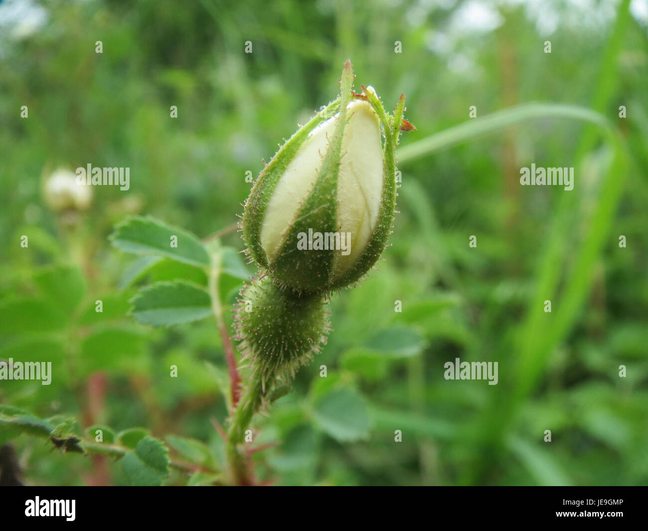 Questa immagine mostra probabilmente Rosa spinosissima, comunemente nota come la rosa di burnet, una specie di piante, fotografata il 27 aprile 2014, che mostra le sue caratteristiche e i suoi fiori distinti. Foto Stock