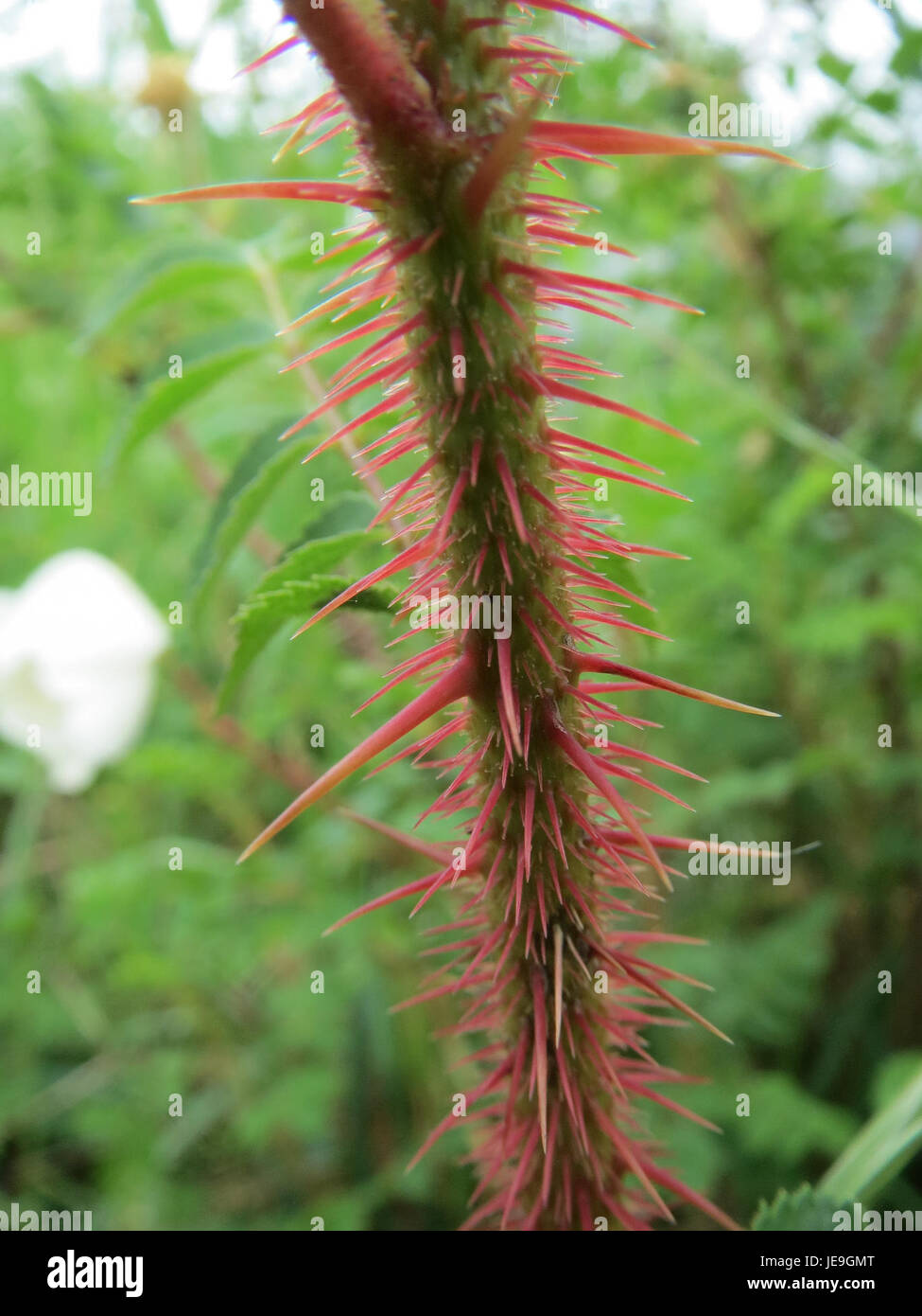 Rosa spinosissima, comunemente nota come Burnet Rose, osservata il 27 aprile 2014. Questa pianta è caratterizzata dai suoi rami spinosi e dai piccoli fiori bianchi. Foto Stock