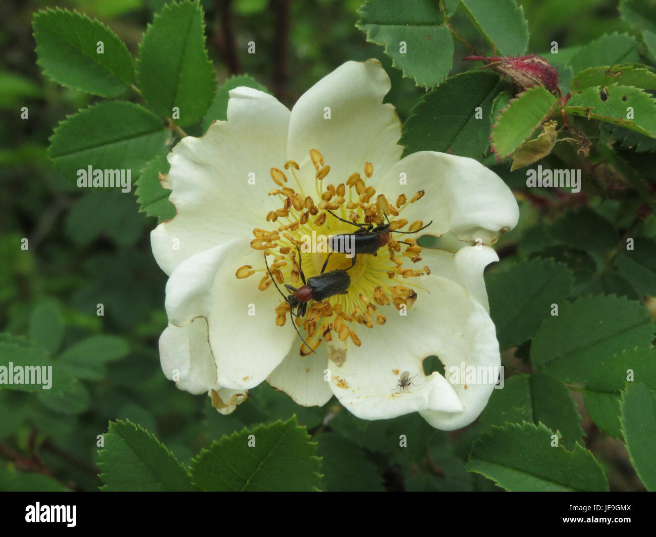 Rosa spinosissima, nota anche come Burnet Rose, è una specie di rosa originaria dell'Europa e dell'Asia, caratterizzata da piccoli e profumati fiori bianchi e steli spinosi. Foto Stock