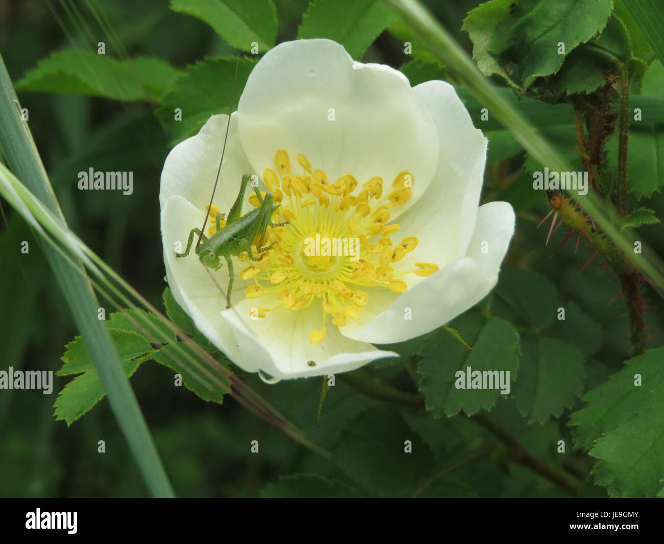 Rosa spinosissima, nota anche come Burnet Rose, è una specie di rosa selvatica originaria dell'Europa e di alcune parti dell'Asia. Scattata in questa fotografia del 27 aprile 2014, la pianta è caratterizzata dai suoi piccoli fiori da bianco a rosa pallido e da steli spinosi, spesso trovati in aree selvagge e indisturbate. Foto Stock