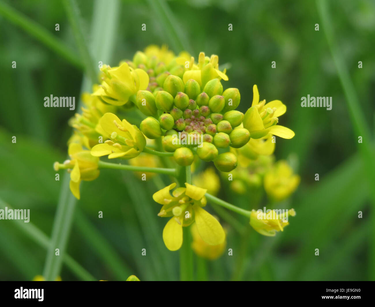 Questa immagine del 27 aprile 2014 presenta Rorippa sylvestris, nota anche come cresta giallo strisciante. La pianta è originaria dell'Europa e dell'Asia, spesso presente nelle zone umide, con fiori gialli brillanti e foglie carnose. Foto Stock
