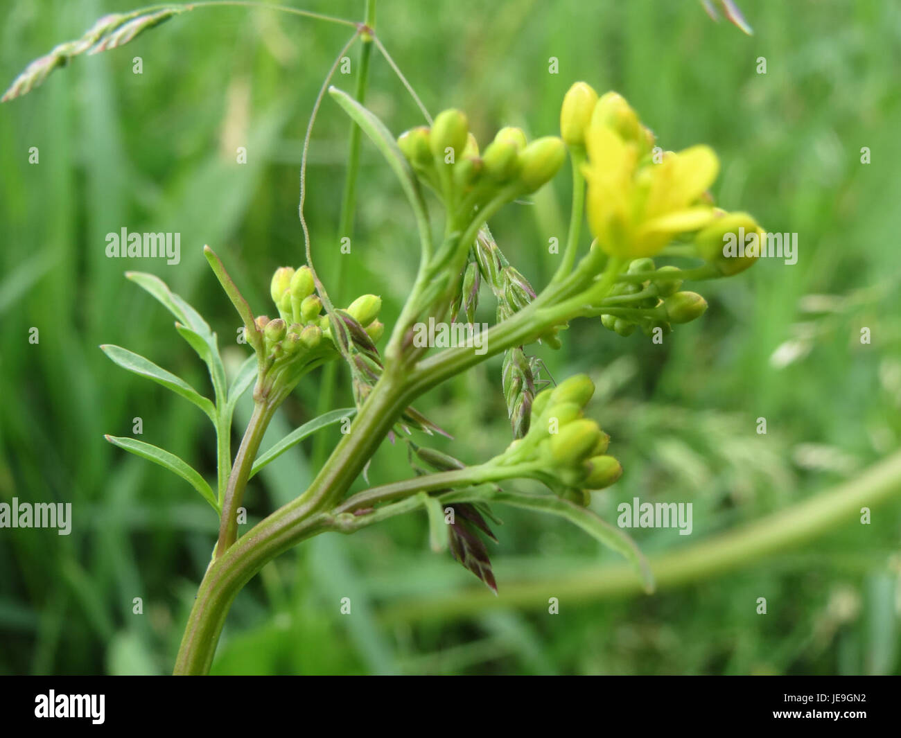 La Rorippa sylvestris, nota anche come crepuscolo d'acqua strisciante, è una specie vegetale osservata il 27 aprile 2014. Questa immagine presenta il suo habitat acquatico e le caratteristiche foglie. Foto Stock