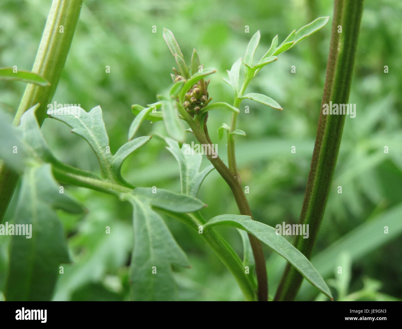Questa immagine del 27 aprile 2014 presenta Rorippa sylvestris, comunemente noto come crepuscolo giallastro. La pianta è un'erba perenne che prospera nelle zone umide e si trova in Europa e in Asia. Foto Stock
