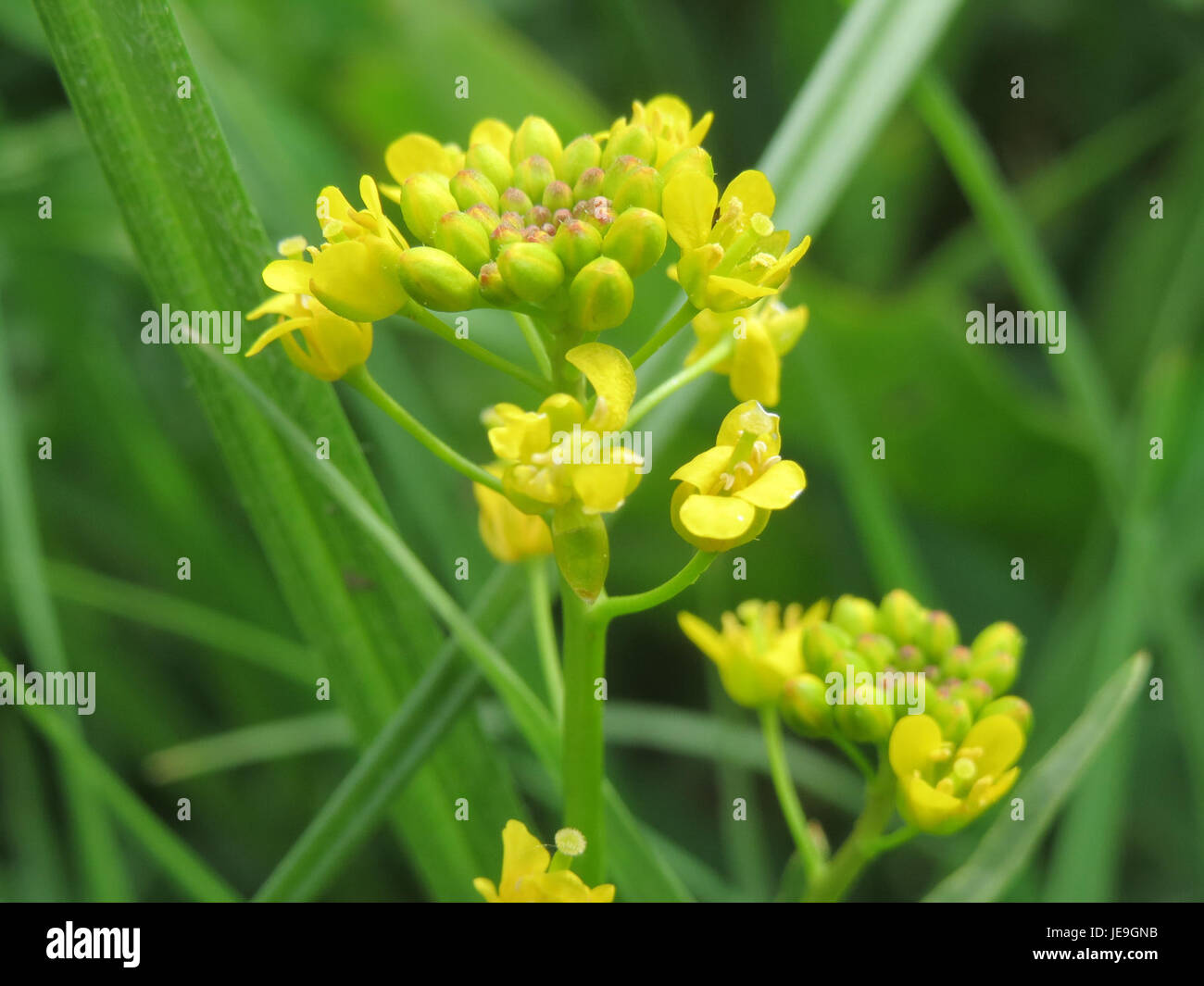 Rorippa sylvestris, nota anche come cresta giallo strisciante, osservata il 27 aprile 2014. Questa pianta acquatica si trova nelle zone umide, note per i suoi fiori di colore giallo brillante e per il suo modello di crescita. Foto Stock