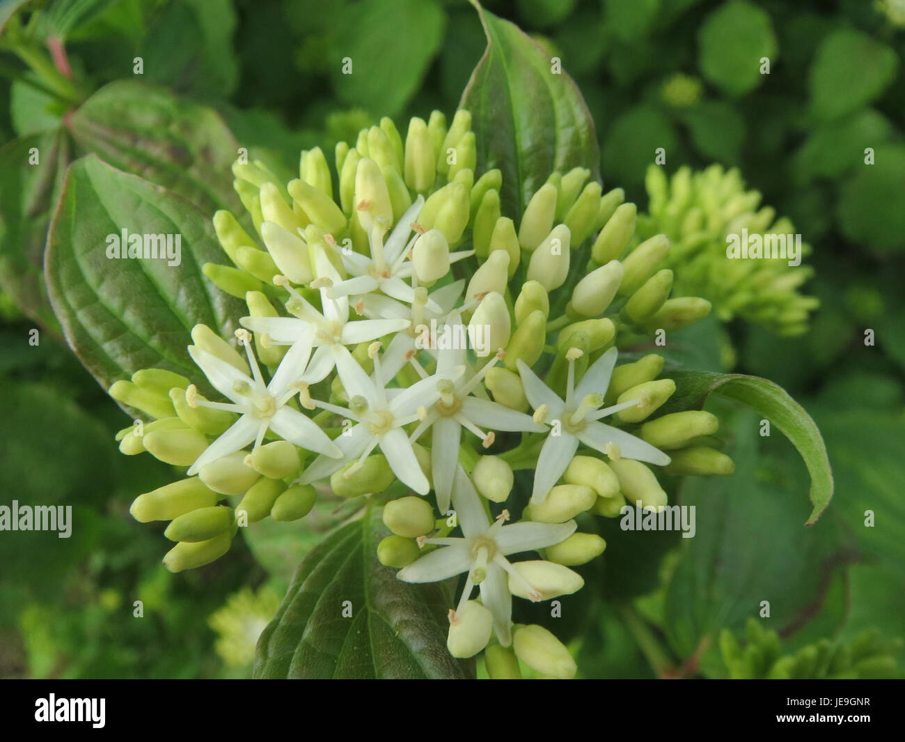 Una fotografia scattata il 27 aprile 2014, di Cornus sanguinea, comunemente noto come la sanguinaia. L'immagine cattura i vivaci gambi rossi dell'arbusto e il fascino ornamentale in un ambiente naturale. Foto Stock