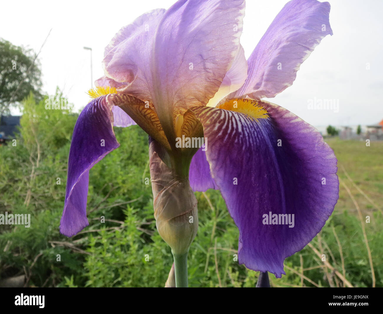 Questa fotografia scattata il 27 aprile 2014 mostra Iris versicolor, comunemente nota come Iris bandiera blu. Mette in evidenza i caratteristici fiori viola-blu della pianta, spesso presenti nelle zone umide e negli ambienti umidi. Foto Stock