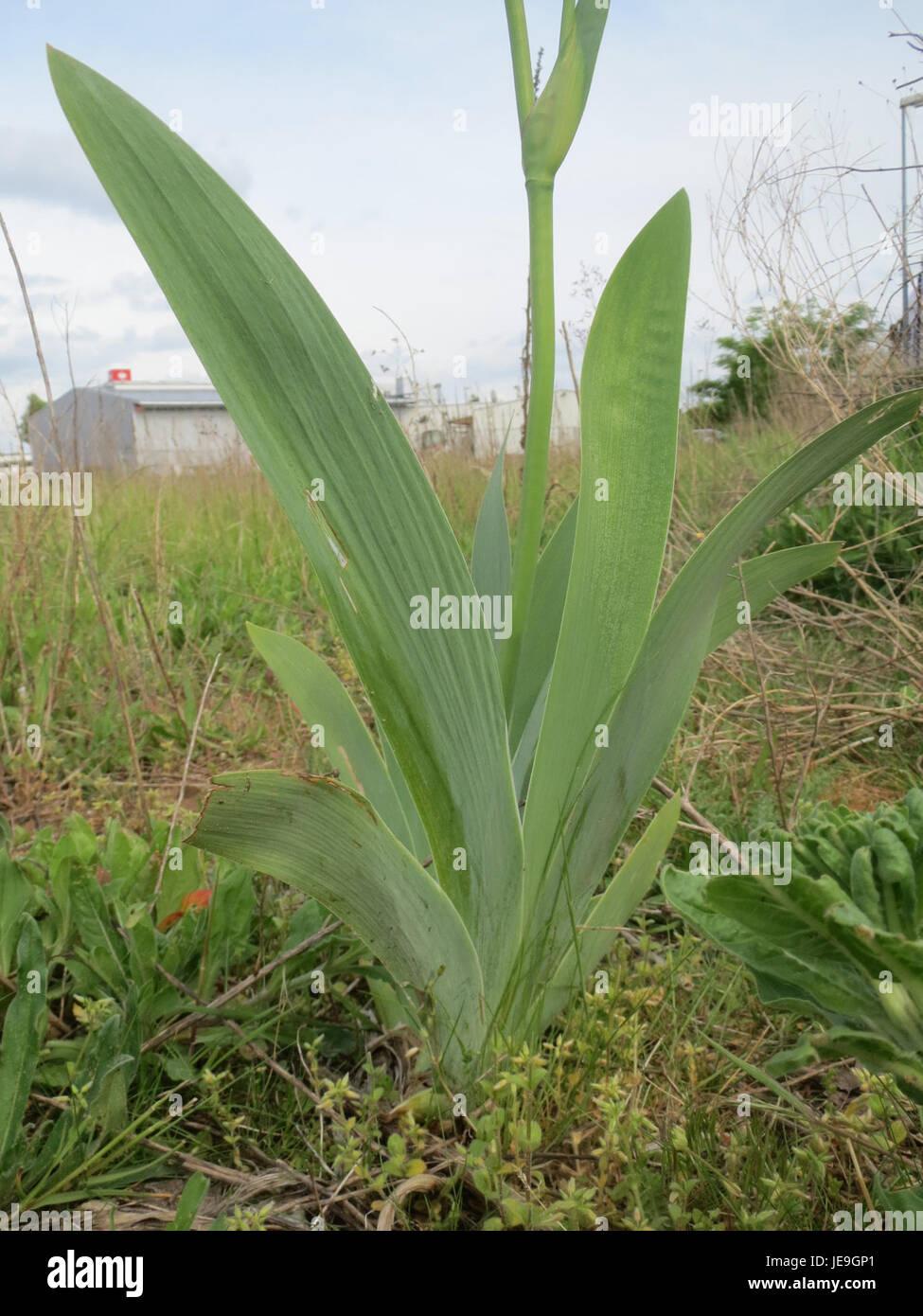 L'immagine del 27 aprile 2014 mostra Iris versicolor, una specie di fiori selvatici originaria del Nord America, nota per i suoi sorprendenti fiori blu e viola. Foto Stock