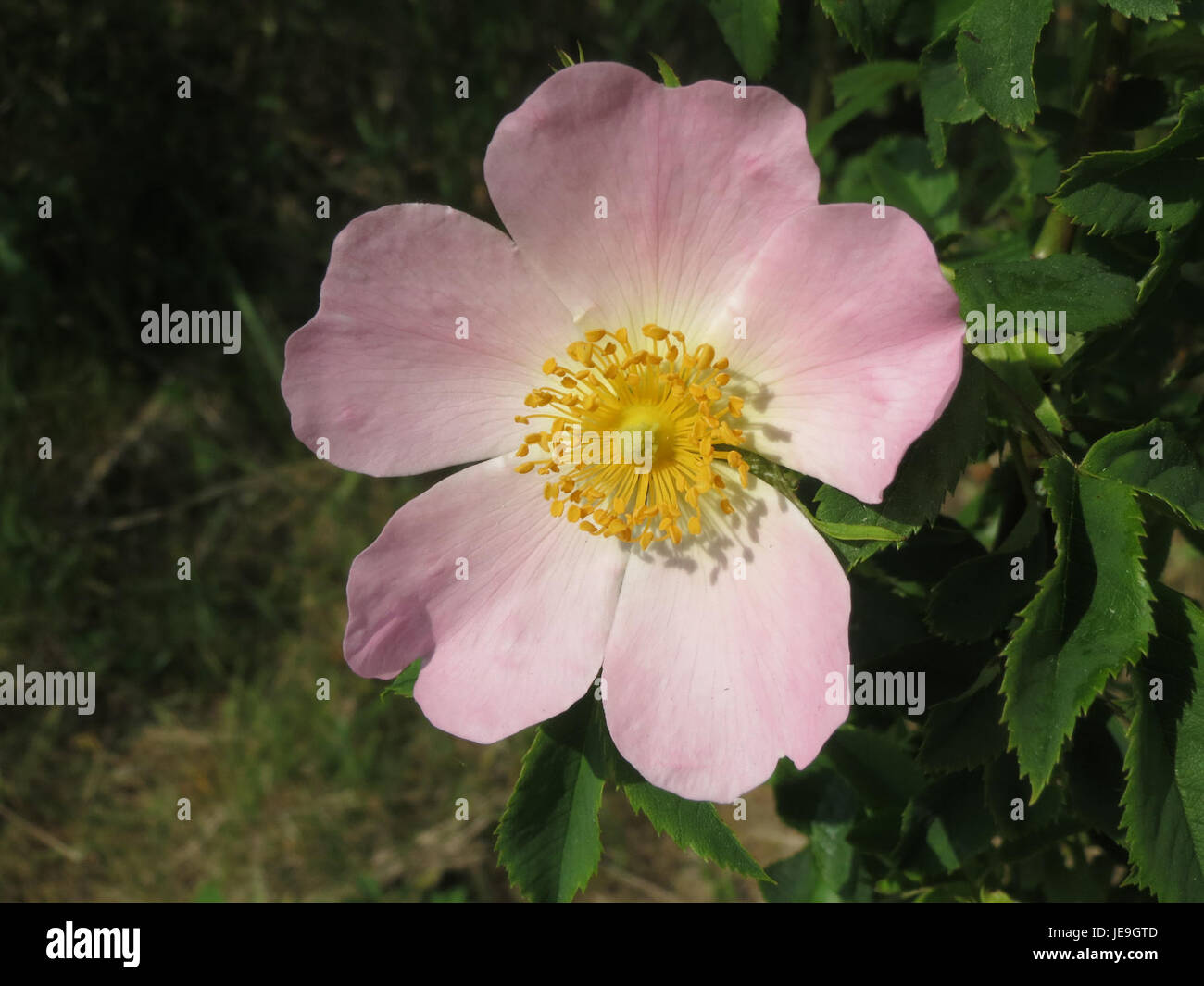 Rosa canina, o rosa canina, è un arbusto fiorito originario dell'Europa e di alcune parti dell'Asia. È noto per le sue proprietà medicinali, in particolare per l'uso dei fianchi nei rimedi erboristici per vari disturbi. Foto Stock