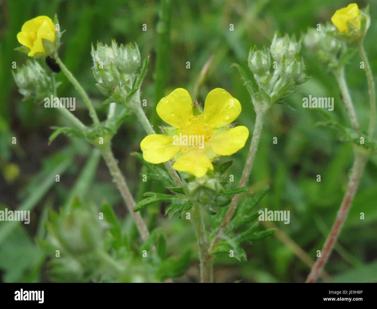 Una fotografia della Potentilla argentea, comunemente nota come cinquefoil d'argento, pianta caratterizzata dalle sue foglie argentee e dai fiori gialli. Questa specie è originaria delle regioni eurasiatiche e spesso si trova in praterie e terreni rocciosi. Foto Stock