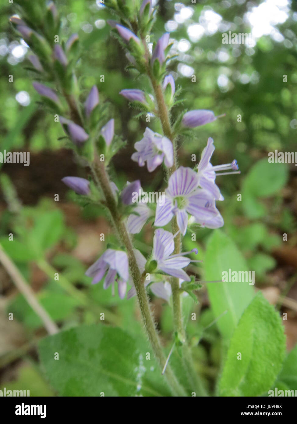 La Veronica officinalis, comunemente nota come speedwell, è una pianta perenne della famiglia delle piantane, caratterizzata da piccoli fiori blu o viola. Si trova in vari habitat, tra cui prati e boschi, ed è spesso utilizzato in medicina a base di erbe per i suoi presunti benefici per la salute. Foto Stock
