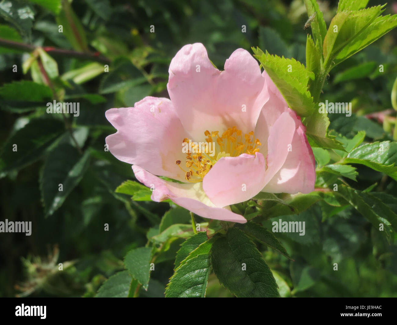 Rosa canina, o rosa canina, è una specie di rosa selvatica originaria dell'Europa e dell'Asia. È conosciuta per i suoi fiori rosa o bianchi e i fianchi rossi, spesso utilizzati nei rimedi erboristici e come fonte di cibo per la fauna selvatica. Foto Stock