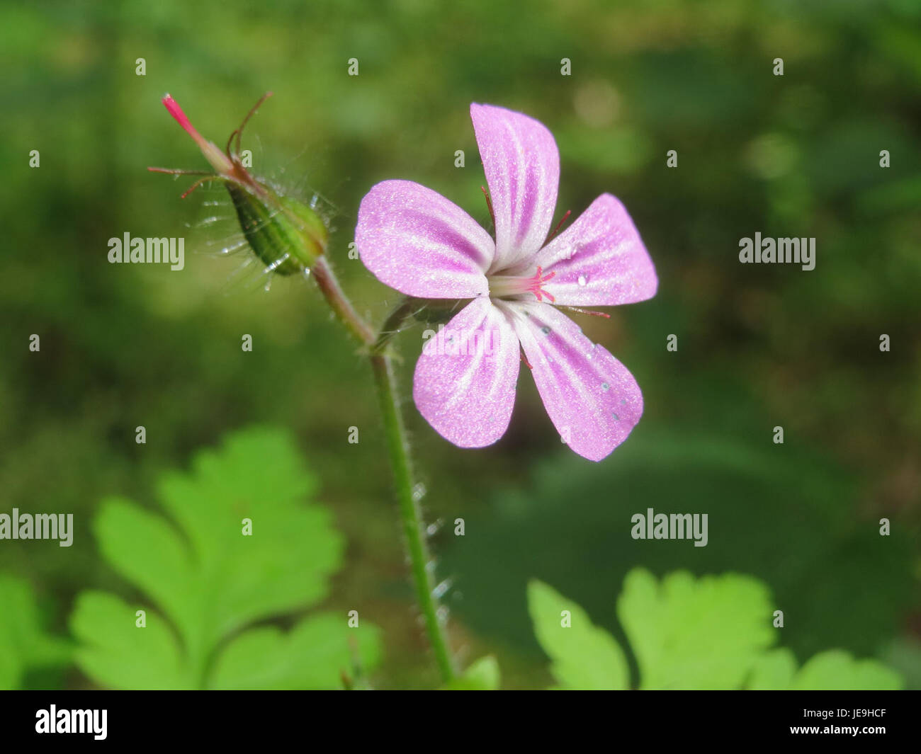 Il Geranium robertianum, comunemente noto come Herb Robert, è una specie vegetale della famiglia delle Geraniaceae. Conosciuta per i suoi piccoli fiori rosa e il delicato fogliame, è originaria dell'Europa ed è stata utilizzata nei tradizionali rimedi erboristici. Foto Stock