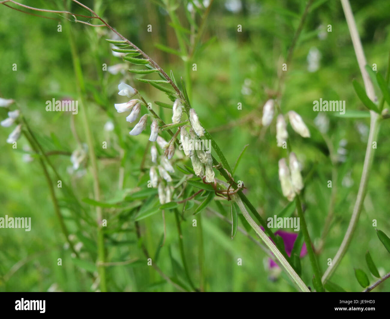 L'immagine mostra Vicia hirsuta, una specie di vecchiaia comunemente diffusa in Europa. Conosciuta per la sua natura arrampicata e i fiori simili ai piselli, svolge un ruolo nella fissazione dell'azoto nel suolo. Foto Stock