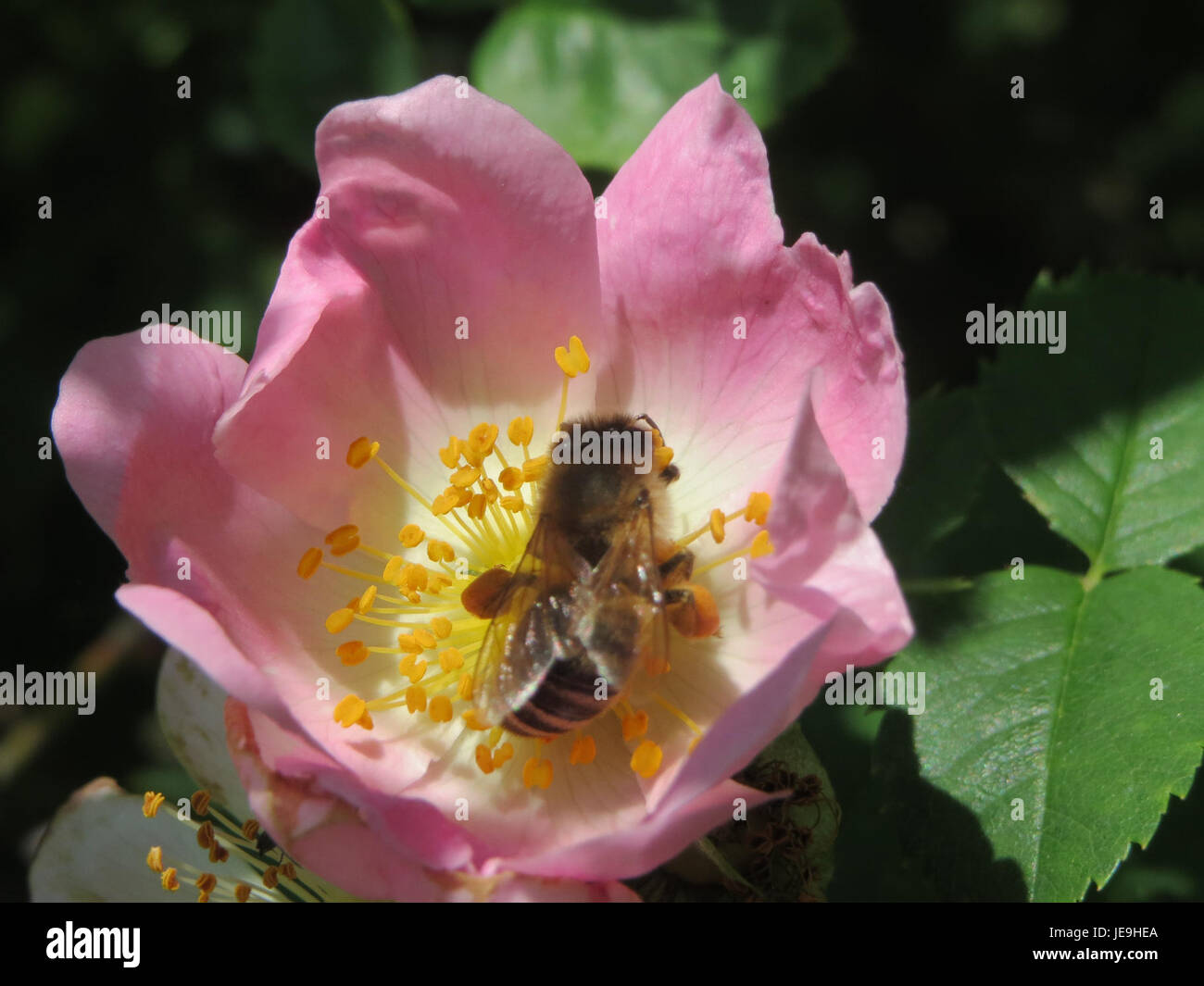Rosa canina, comunemente conosciuta come la rosa del cane, è una specie di rosa selvatica che si trova in Europa e in Asia, nota per i suoi fiori rosa e le proprietà medicinali, compreso il suo uso in rimedi a base di erbe e prodotti naturali per la salute. Foto Stock