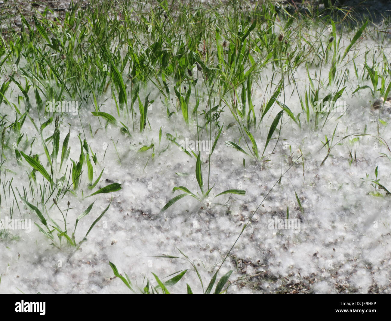 Pappelwolle si riferisce alle fibre di cotone provenienti da pioppi, spesso utilizzate in vari tessuti e materiali. L'immagine raffigura probabilmente le fibre naturali o il processo correlato alla loro estrazione o al loro uso nella fabbricazione. Foto Stock