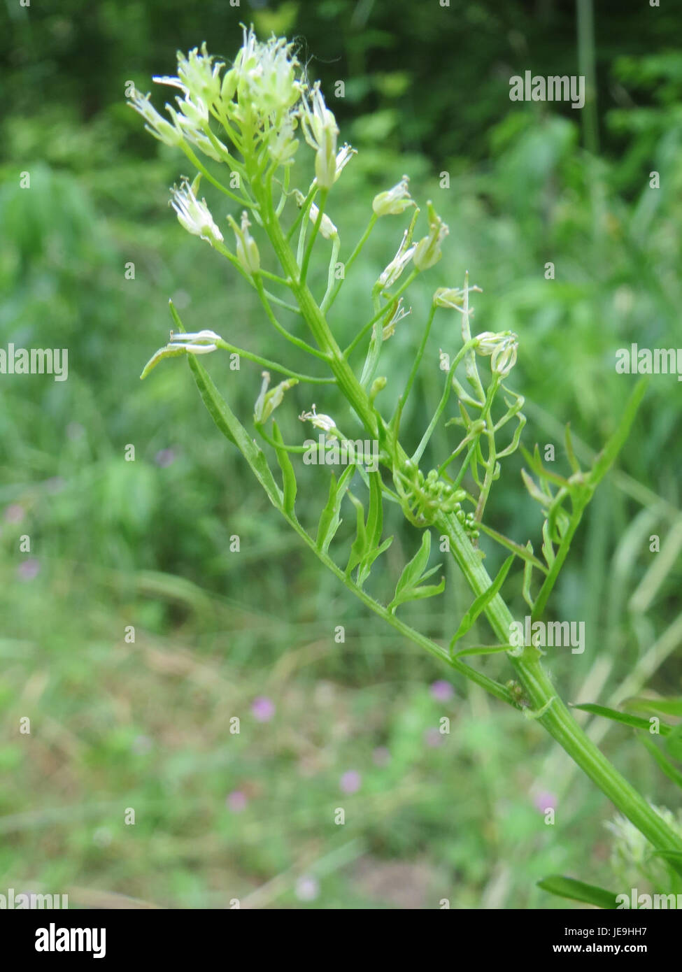 Cardamine impatiens, comunemente nota come pallido touch-me-not, è una pianta in fiore originaria del Nord America. Prospera in ambienti umidi e ombreggiati e si trova spesso vicino a ruscelli e zone umide. Foto Stock