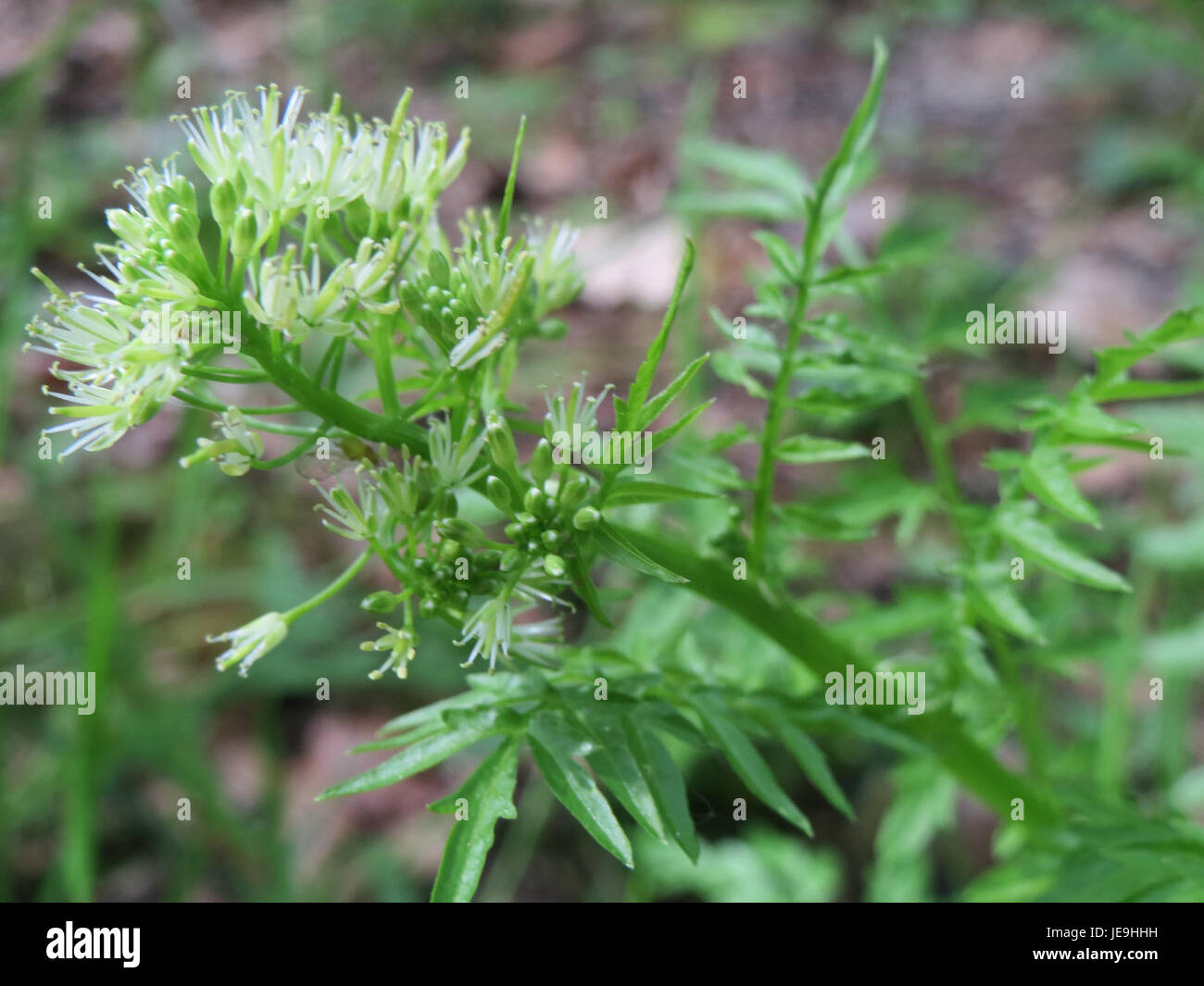 Cardamine impatiens, comunemente noto come pepe dei poveri, è un fiore selvatico che si trova in habitat umidi. È riconosciuto per il suo sapore piccante e per i piccoli fiori bianchi, spesso utilizzati nei rimedi erboristici. Foto Stock