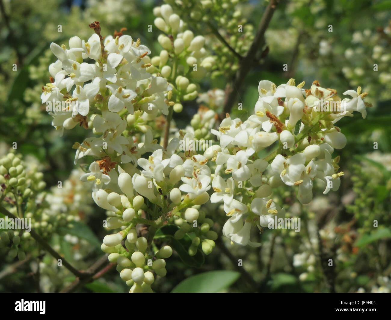 Il Ligustrum vulgare, noto anche come il privet europeo, è mostrato nel suo ambiente naturale. La pianta è originaria dell'Europa ed è nota per il suo uso nelle siepi e nell'architettura paesaggistica. Foto Stock
