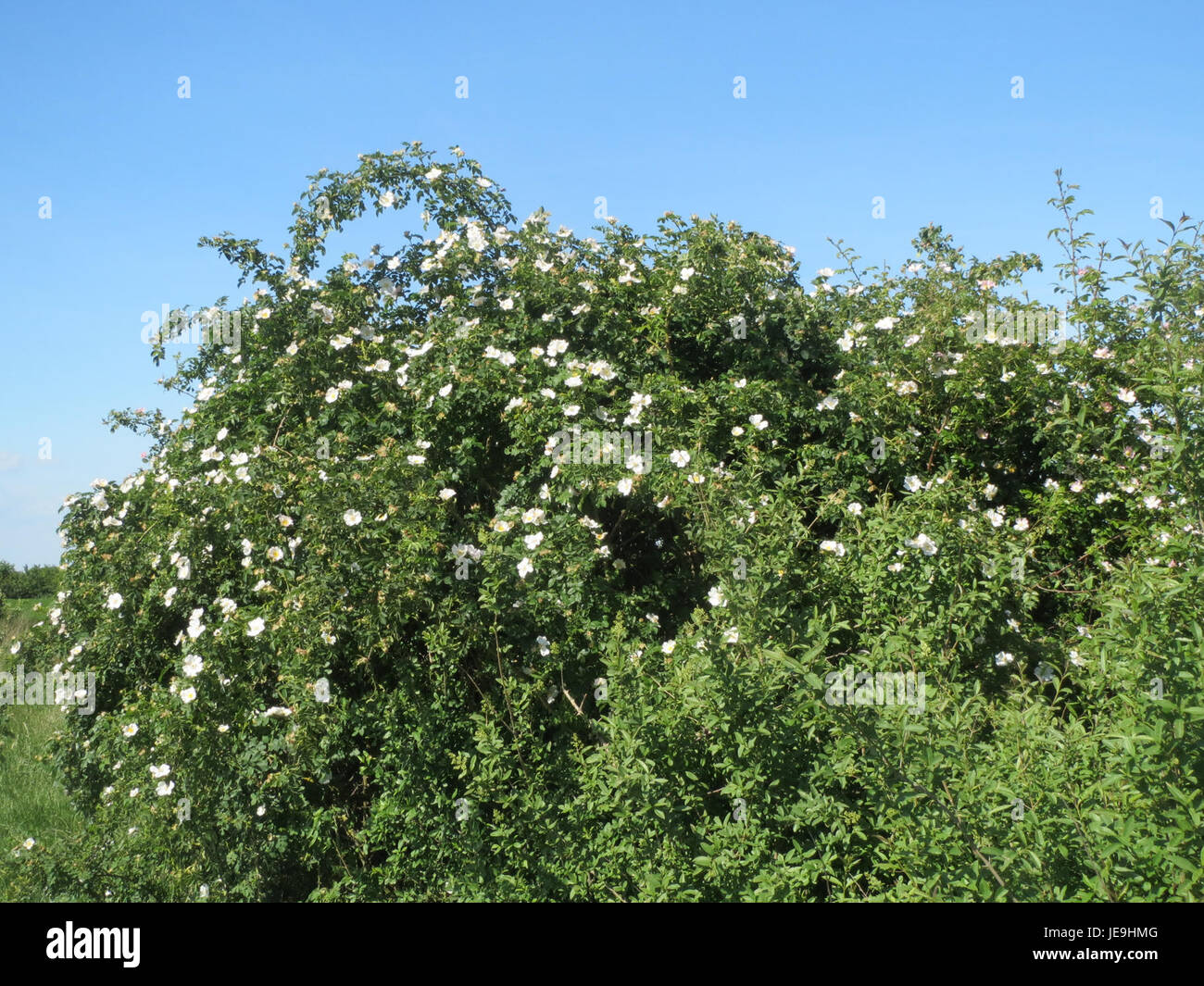 Questa immagine mostra una rosa selvatica (Rosa canina), comunemente nota come rosa canina, che è originaria dell'Europa, dell'Africa nord-occidentale e dell'Asia occidentale. La pianta è nota per i suoi fiori rosa e i fianchi rossi, che vengono spesso utilizzati nei rimedi erboristici. Foto Stock