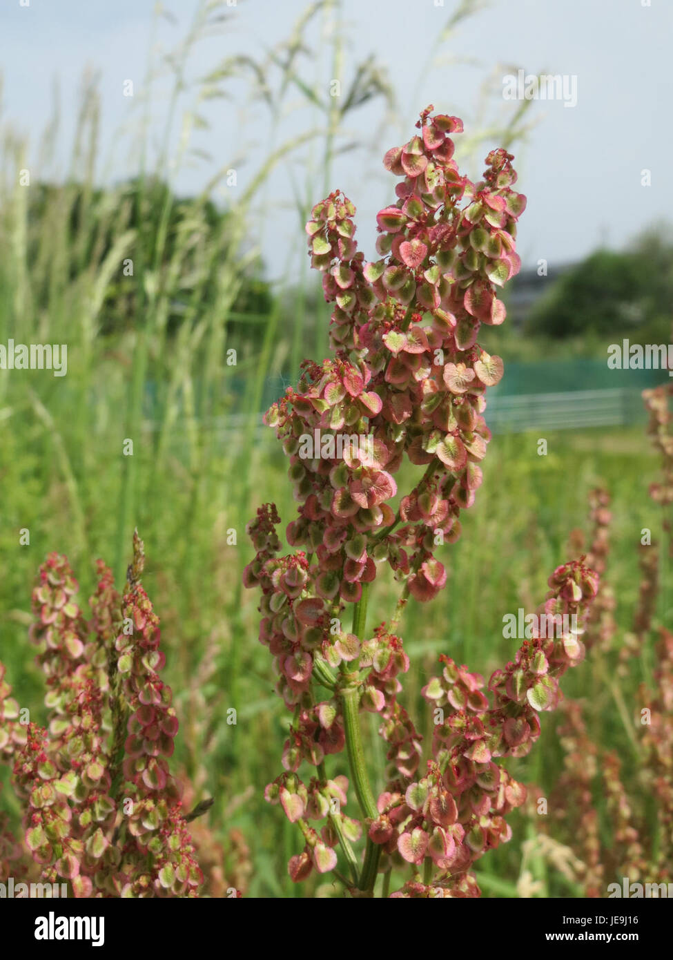 Un'immagine di Rumex acetosa, comunemente noto come sorrel, scattata il 22 maggio 2014. Questa pianta perenne è riconosciuta per le sue foglie acide, che vengono utilizzate in piatti culinari e rimedi erboristici. Foto Stock