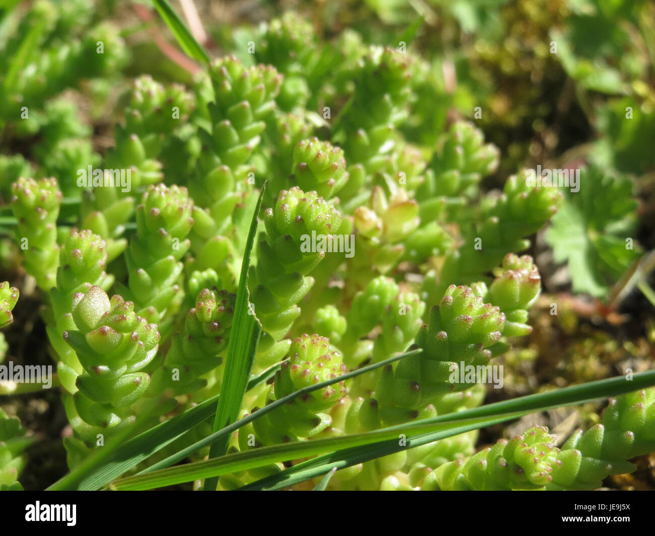 L'acro di sedum, comunemente noto come pepe di parete, è una pianta succulenta a bassa crescita che si trova nelle regioni temperate. È conosciuta per il suo verde brillante e i piccoli fiori gialli, che prosperano in ambienti rocciosi o secchi. Foto Stock