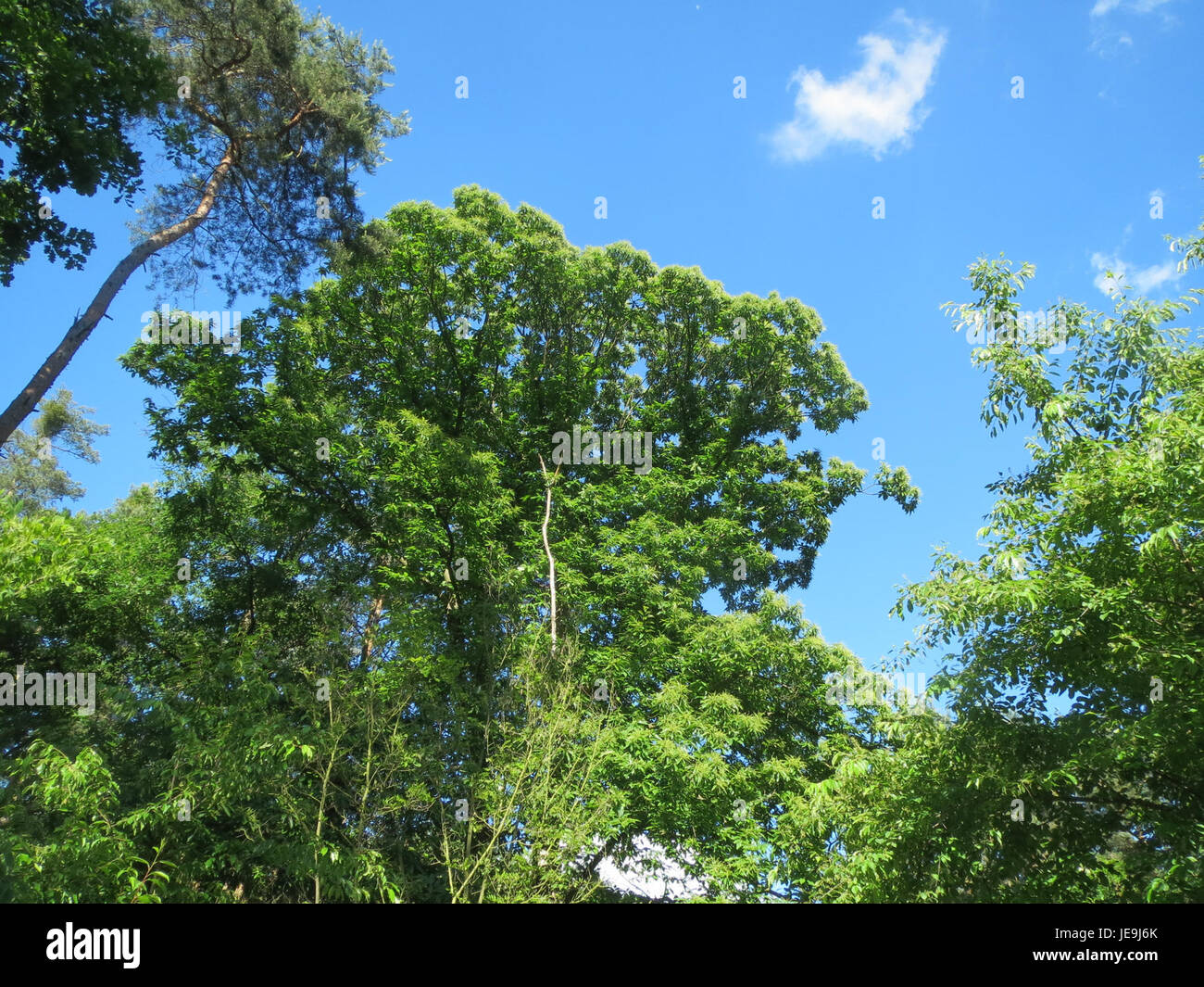 *Castanea sativa*, comunemente nota come castagno dolce, è una specie di albero originaria dell'Europa e dell'Asia. Le sue noci commestibili sono ampiamente utilizzate nei piatti culinari e hanno una lunga storia nell'agricoltura europea. Foto Stock