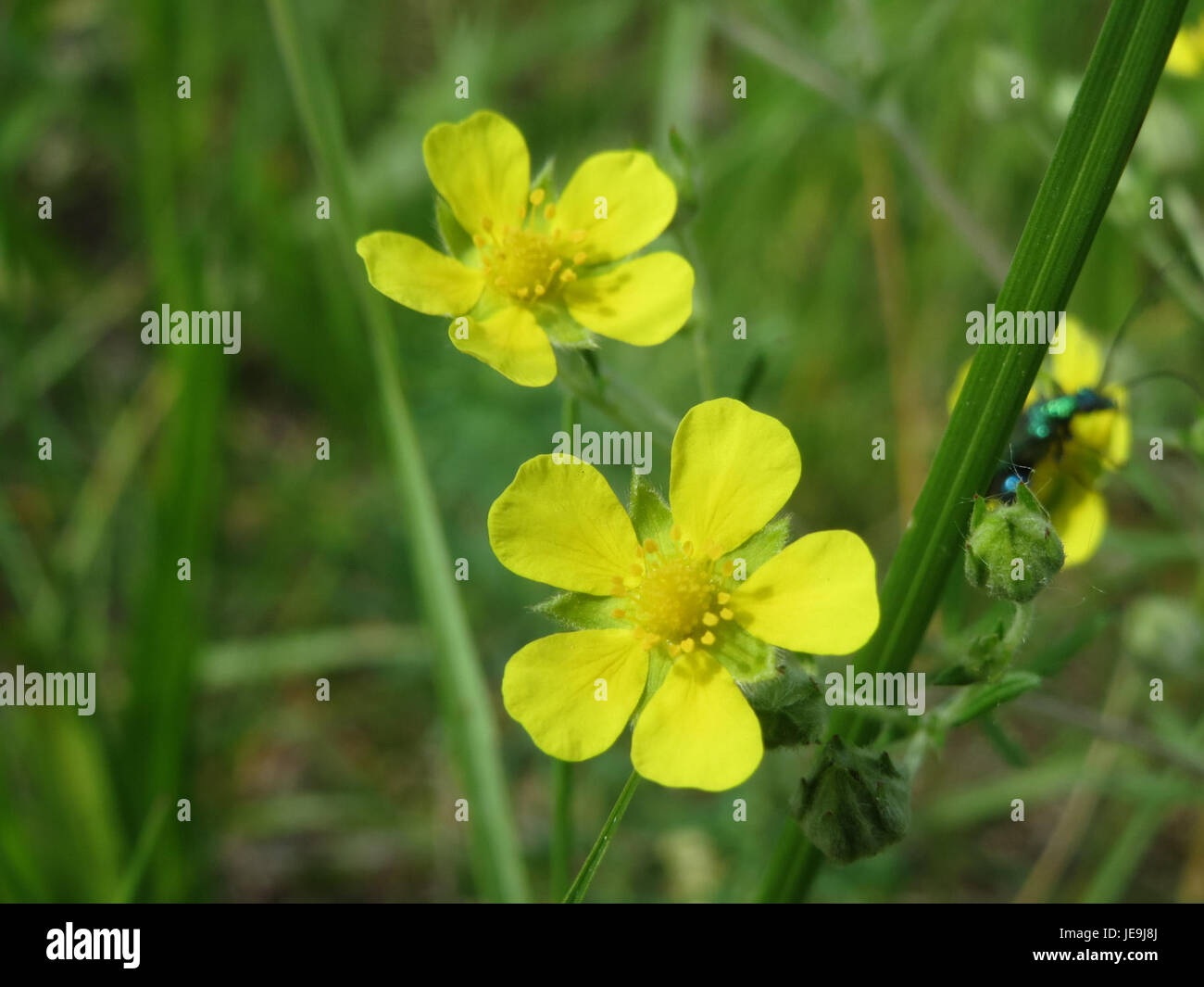 La Potentilla argentea, comunemente nota come cinquefoglio argenteo, è una pianta perenne con foglie verde-argento e fiori gialli brillanti. Si trova spesso nelle regioni temperate ed è apprezzato per le sue proprietà ornamentali e medicinali. Foto Stock